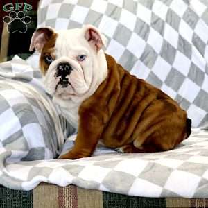 Coach, English Bulldog Puppy